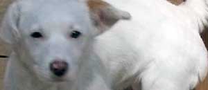 La cagnolina in cerca di casa
