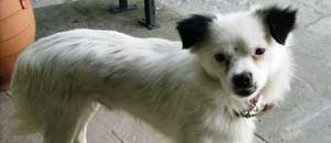 Sansone