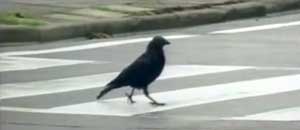 Il corvo intelligente