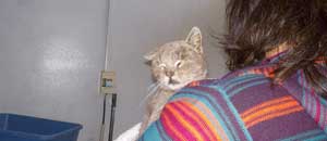 Cesare