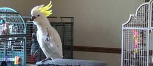 Snowball mentre balla