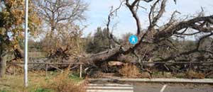 La quercia caduta in via Dorando Pietri a Santa Barbara