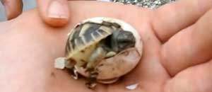 La tartaruga che esce dall'uovo
