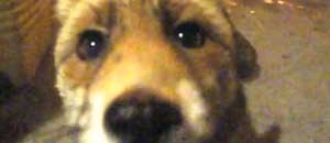 La volpe incuriosita dalla telecamera