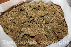 La marijuana sequestrata