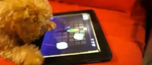 Il cagnolino che gioca con l'iPad