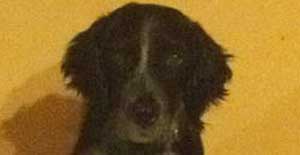 Gighen, cane smarrito