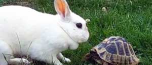 Il coniglio contro tartaruga