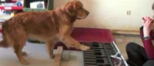 Un'immagine del cane mentre esegue le note