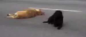 Grace e il compagno ferito