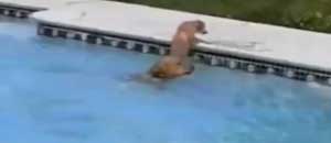 Mamma cane mentre salva il cucciolo