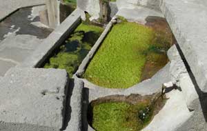 La fontana di piazza della Rocca invasa dall'alga verde