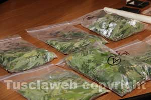 Parte della marijuana sequestrata