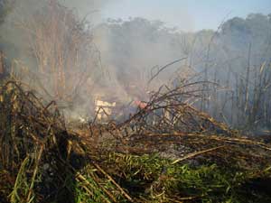 Il canneto in fiamme