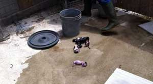 I cani affogati e uccisi nel canile