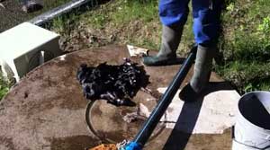 I cani affogati e uccisi nel canile