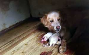 I cani affogati e uccisi nel canile