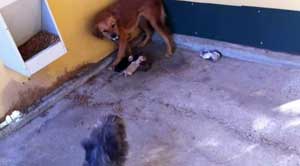 I cani affogati e uccisi nel canile