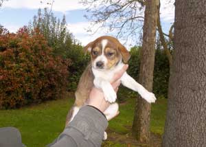 Il cucciolo