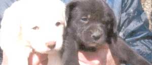I cuccioli in cerca di casa