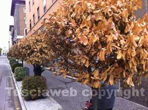 Le piante secche a via Marconi