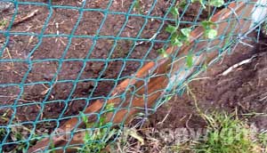 I buchi nella rete fatti dall'animale killer