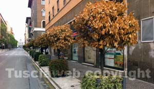 Le piante secche a via Marconi