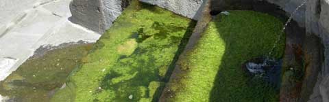 La fontana di piazza della Rocca ricoperta di melma verde