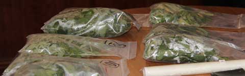Parte della marijuana sequestrata
