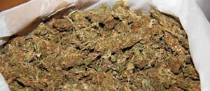 Marijuana