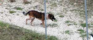 I cani randagi al Barco