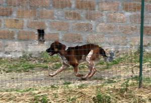 I cani randagi al Barco