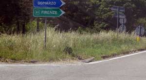 Le erbacce sullo svincolo