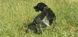 La prova dei cani da ferma