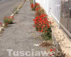 Papaveri sulla Tuscanese