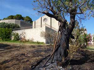 Un albero bruciato con sullo sfondo la chiesa di Valverde