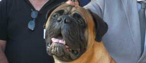 Il bullmastiff vincitore