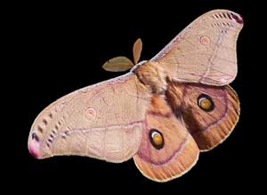 Una falena