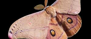 Una falena