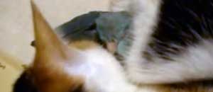 Il gatto e l'uccellino che dormono insieme