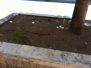 Le aiuole in via Marconi