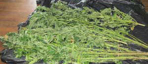 Operazione Happy Farm, alcune delle piante di marijuana sequestrate