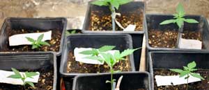 Le piantine di marijuana