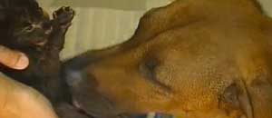 Il cane e il cucciolo di pantera