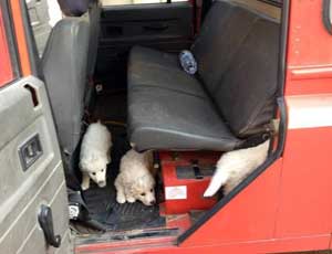 I cuccioli di pastore maremmano trovati dai vigili del fuoco