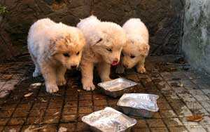 I cuccioli di pastore maremmano trovati dai vigili del fuoco
