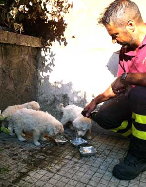 I cuccioli di pastore maremmano trovati dai vigili del fuoco