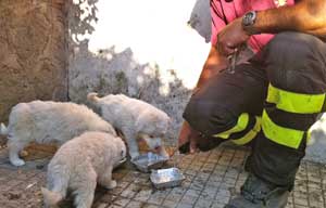 I cuccioli di pastore maremmano trovati dai vigili del fuoco