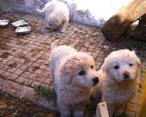 I cuccioli di pastore maremmano trovati dai vigili del fuoco