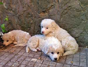 I cuccioli di pastore maremmano trovati dai vigili del fuoco